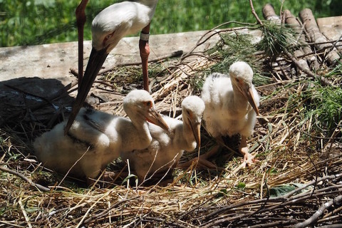 埼玉こども動物自然公園、念願のニホンコウノトリのヒナ3羽誕生 画像