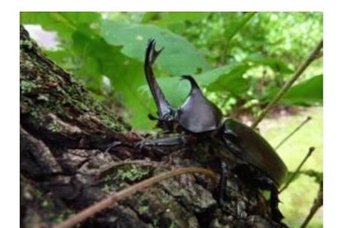 【夏休み】万博記念公園でカブトムシフェア開催…成虫プレゼントも 画像