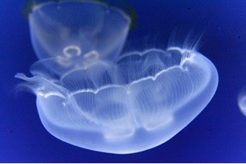 【夏休み】ふしぎはっけん、クラゲ検定やワークショップ8/22-23 画像