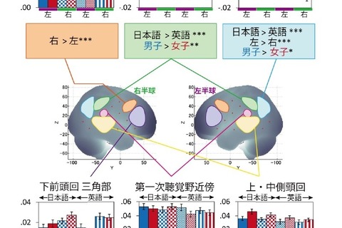 英語学習、小学生の脳活動に男女差…首都大 画像