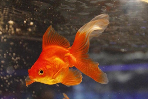 【夏休み】すみだ水族館×日光江戸村コラボ第2弾…江戸村にて8/17-31 画像