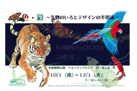 とけこむ？めだつ？生物の色とデザインの不思議を学ぶ 画像