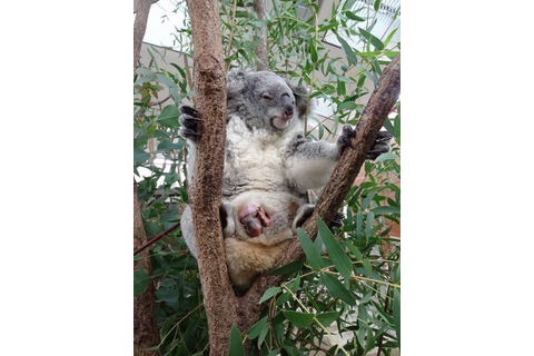 赤ちゃんコアラがママの袋から「こんにちは」…埼玉こども動物自然公園 画像