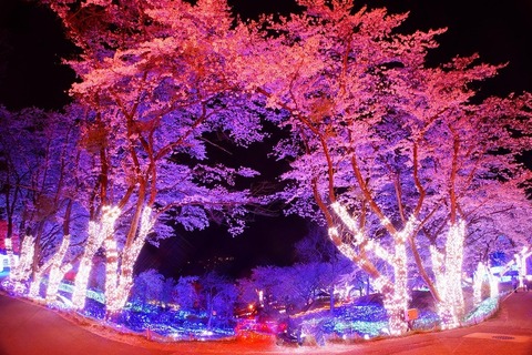 都心から1時間、さがみ湖夜桜イルミネーション3/18-4/10 画像