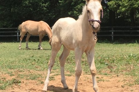 東大で仔馬3頭が誕生、7/30まで名前募集 画像