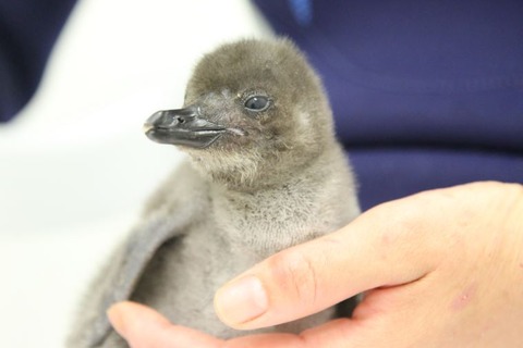 すみだ水族館でペンギンの赤ちゃん誕生、お披露目＆名前募集中 画像