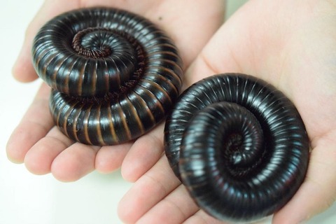 【夏休み2016】怖いけど近づきたい…天王寺動物園、奇妙な蟲が大集合8/5-21 画像