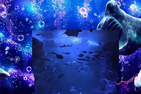 えのすい「ナイトワンダーアクアリウム」第2弾9/13スタート 画像