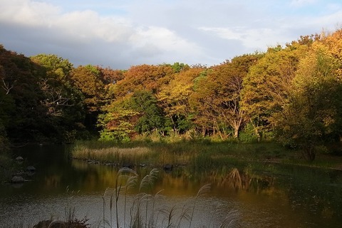 焼きリンゴ作りや生物観察、ノエビア「親と子の環境教室」練馬11/26 画像