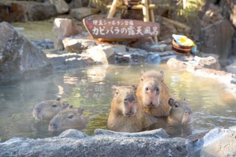 伊豆シャボテン公園「元祖カピバラの露天風呂」11/19より 画像