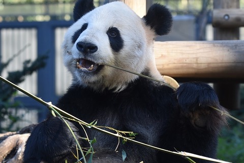 上野動物園、パンダの繁殖に向けた準備を開始 画像