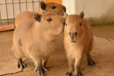 【GW2017】那須どうぶつ王国、カピバラの赤ちゃん4/29より公開…名前を募集 画像