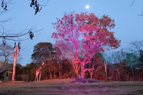 【夏休み2017】夜9時まで開園、天王寺動物園「夏のナイトZOO」7/29スタート 画像
