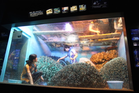 年に数回、12月のサンシャイン水族館は「水槽ピカピカ大作戦！」 画像