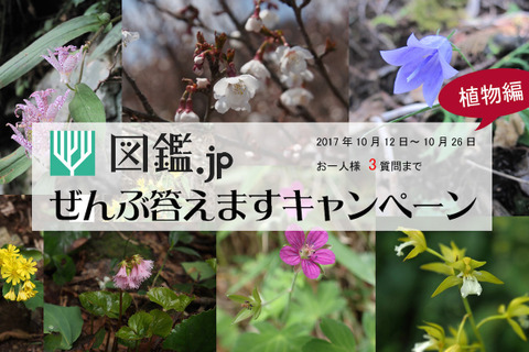 図鑑.jp「ぜんぶ答えますキャンペーン」植物編、10/26まで質問募集 画像