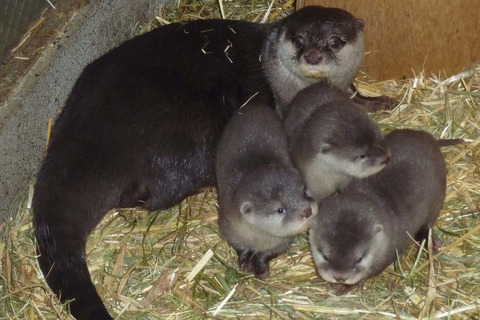 園初、コツメカワウソの赤ちゃん3頭誕生…埼玉こども動物自然公園 画像