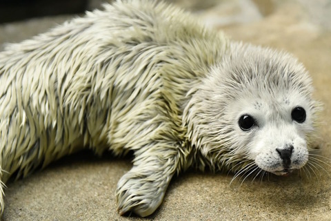 海遊館でゴマフアザラシの赤ちゃんが誕生…1日1kg以上の体重増加も 画像