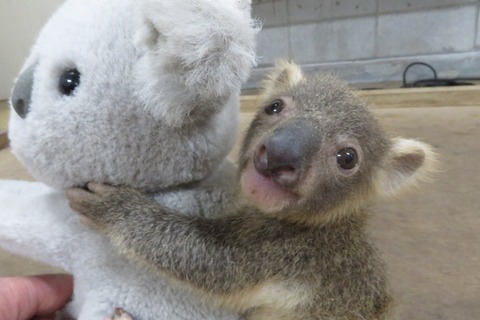 【春休み2018】赤ちゃんコアラの名前を決めよう、こども動物自然公園4/1-8 画像