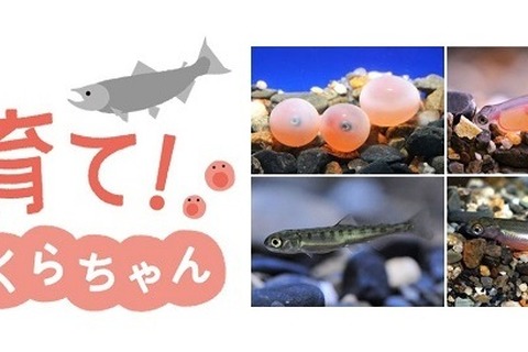 京都水族館、イクラの成長を観察できる特別展示1/6-3/9 画像