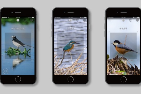 スマホをかざすだけで鳥の名前を一発表示、かざすAI図鑑 画像