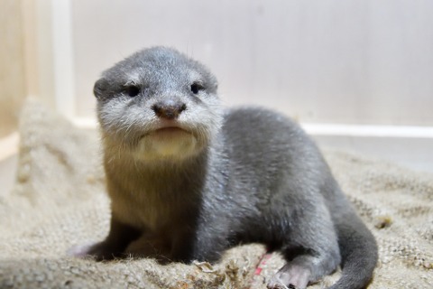 サンシャイン水族館、コツメカワウソの赤ちゃん1/16より一般公開 画像