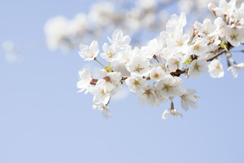 【中学受験2019】兵庫県私立中学校出願状況（1/15時点）灘4.06倍など 画像