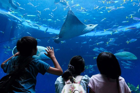 泳ぐ魚と幻想的な一夜を過ごす、鴨川シーワールドのナイトステイ2/6受付開始 画像
