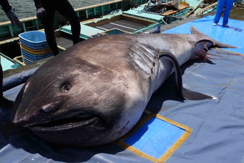 海の生き物教室「謎多きメガマウスザメ」鴨川シーワールド3/9から 画像