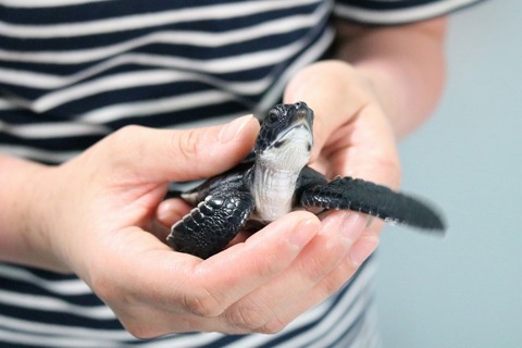 すみだ水族館「アオウミガメの赤ちゃん」9/20より一般公開 画像