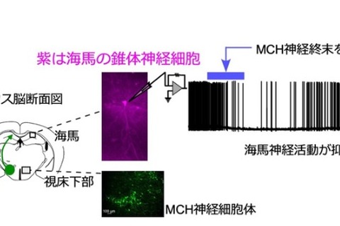JST・名古屋大、浅い眠りで記憶が消去される仕組みを解明 画像