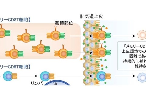 インフルエンザ新ワクチンに期待…近大が有効な免疫システム解明 画像