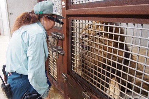 千葉市動物公園、小学校への遠隔授業の実証実験 画像