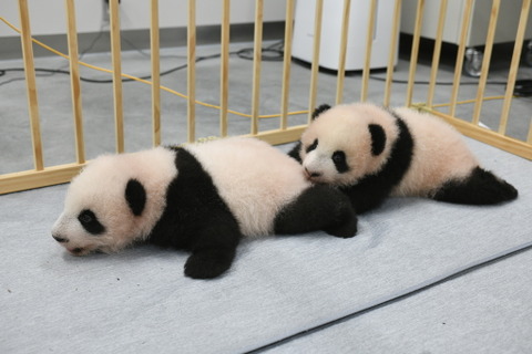 上野動物園の双子パンダの名前決定、母子公開は来年1月をめど 画像