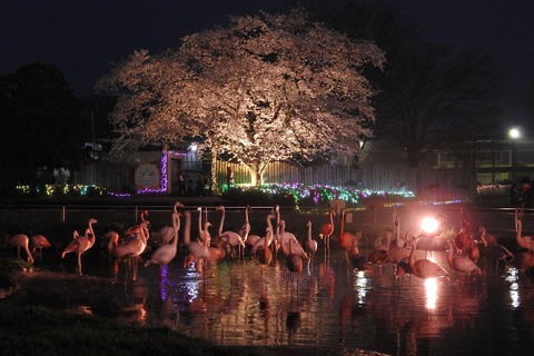 【春休み2022】東武動物公園「春のナイトZOO」 画像