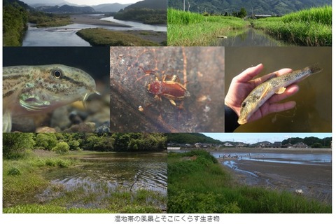 高大学生向け講座「身近な湿地帯と生物多様性」7/24 画像