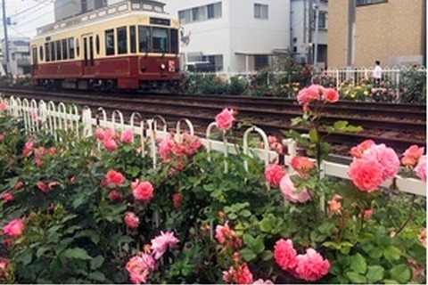 4年ぶり「都電バラ号」登場、都電荒川線で運行5/2-31 画像