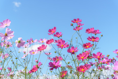 【中学受験】今週末行ける首都圏中高一貫「学校見学」10校（10/24-26）豊島岡女子、市川など 画像
