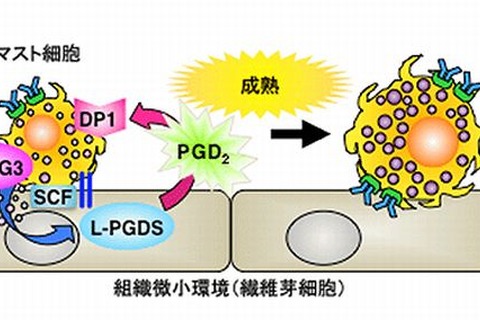 アレルギー発症の新しい仕組みを解明…花粉症の新薬開発へ 画像