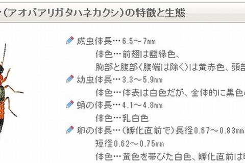 やけど虫に注意、6-8月に多く発生 画像