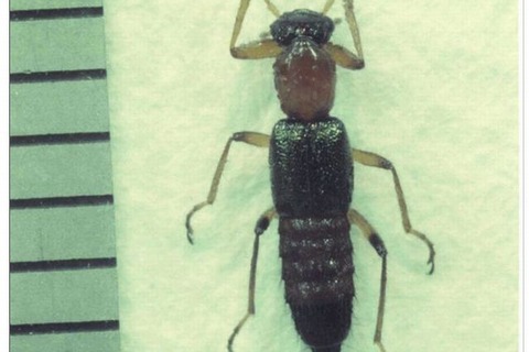 被害続出、やけど虫の駆除方法（まとめ） 画像