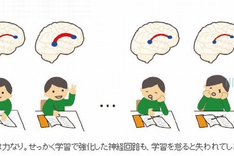 英語学習で右脳拡大、継続すれば脳発達を維持 画像