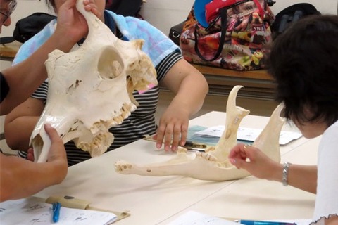 【夏休み】都立動物園・水族園、小学校教員向け授業に活かせる生き物講座 画像