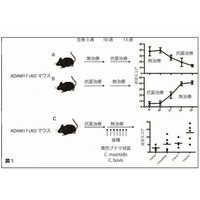 慶應医学部、アトピー性皮膚炎の原因を解明 画像