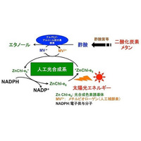 市大とマツダ、太陽光を利用してエタノールを生成する技術を開発 画像