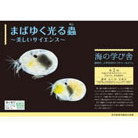 【夏休み】葛西臨海水族園、高校・大学生向け「海の学び舎」8/23 画像