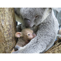 お名前投票受付け中、コアラの赤ちゃん2頭…こども動物自然公園 画像