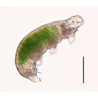 記録更新、30年冷凍保存された「クマムシ」お目覚め…繁殖成功 画像