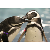 ペンギンも恋する季節、すみだ水族館でバレンタインイベント1/30-3/14 画像