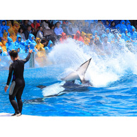 【春休み2016】豪快なシャチの水しぶきを浴びよう、鴨シー「スイミングバースト」 画像