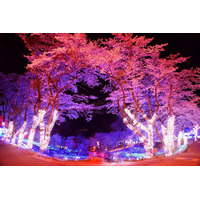 都心から1時間、さがみ湖夜桜イルミネーション3/18-4/10 画像